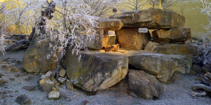 Foto: Klippschliefer unter der Wärmelampe im "Winterwunderland" © Thüringer Zoopark Erfurt Klippschliefer wärmen sich unter der Wärmelampe