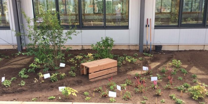 Foto: Staudenpflanzen in absonniger Lage © Stadtverwaltung Erfurt 20 Quadratmeter Fläche, die im Rahmen des Staudenlehrgangs in absonniger Lage mit den geeigneten Pflanzen bepflanzt wurde.