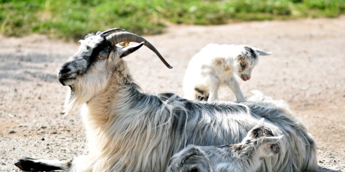 Foto: Bulgarenziegen © Thüringer Zoopark Erfurt Bulgarenziege mit Nachwuchs im Thüringer Zoopark Erfurt