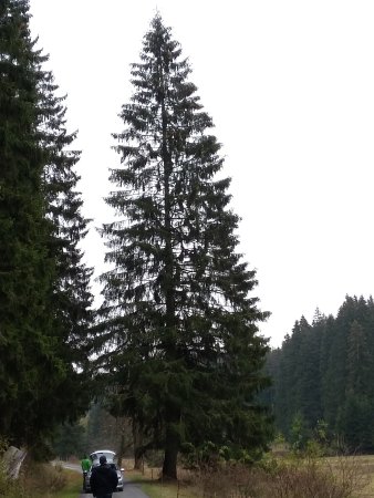 Foto: Eine Rotfichte für den Erfurter Weihnachtsmarkt © Stadtverwaltung Erfurt Nadelbaum im Wald