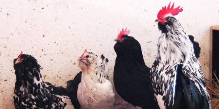 Vier Hühner: Ein schwarzes, ein weißes und zwei schwarz-weiße.