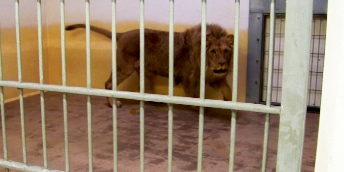 Foto: Löwenkater Bagani © Thüringer Zoopark Erfurt Löwe hinter Gitterstäben