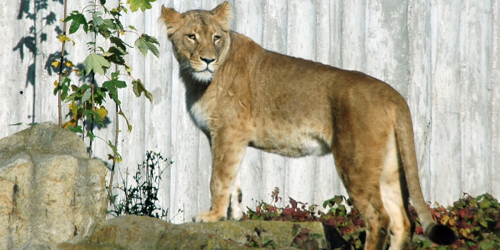 Foto: Löwendame Bastet © Thüringer Zoopark Erfurt Löwendame Bastet