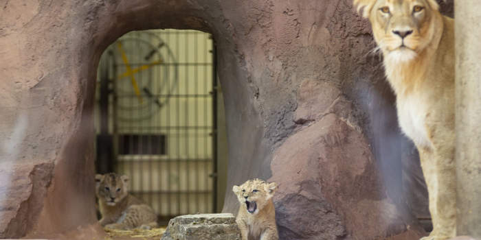 Löwennachwuchs im Zoopark für Besucher zu sehen