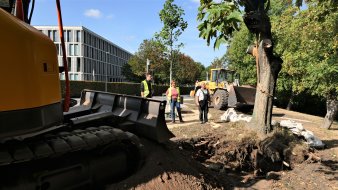 Bagger steht an einem Baum