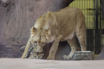 Eine Löwin hät ihr Baby