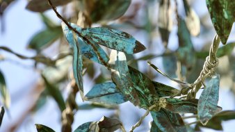 Foto: Blätter des Paradiesbaumes © Stadtverwaltung Erfurt Blatt eines Olivenbaumes aus Kupfer