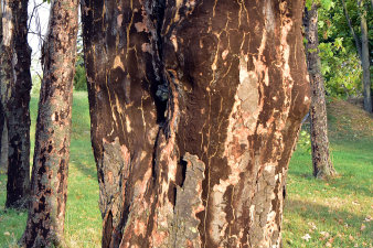 Baumstamm mit abgeplatzter Rinde und dunklen bis schwarzen Stamm