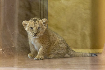 Ein kleines Löwenbaby