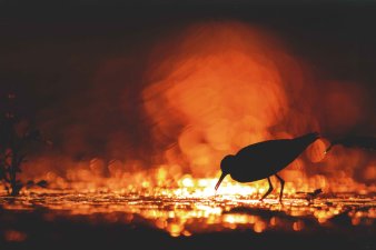 Foto: Tim Schneider: „In der glitzernden Morgensonne“ © Tim Schneider Ein Vogel vor einer roten Sonne