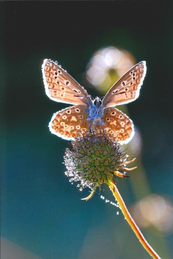 Ein Schmetterling auf einer Blüte