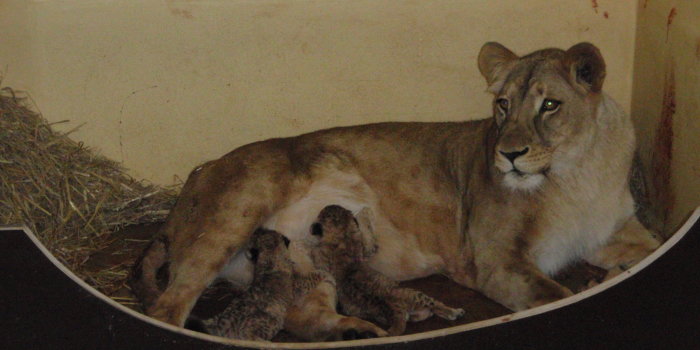 Eine Löwen-Katze und zwei neugeborene Löwenjungen