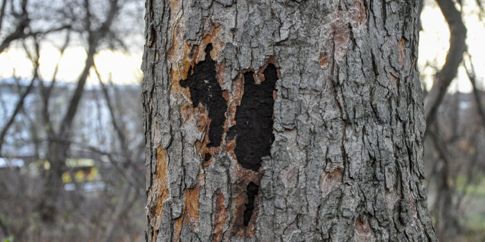 Foto: Baum mit Rußrindenkrankheit © Stadtverwaltung Erfurt Ein Stück eines Baumstammes mit schwarzen Löchern