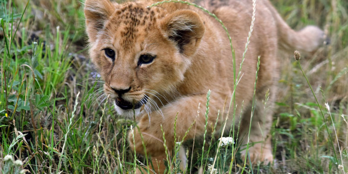 Foto: Zoopark: Löwe Makuti © Thüringer Zoopark Ein kleiner Löwe geht durch hohes Gras
