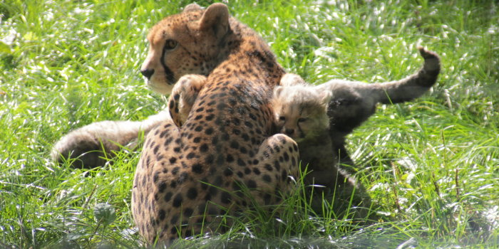 Eine Gepardin sitzt mit ihrem Baby im Gras.
