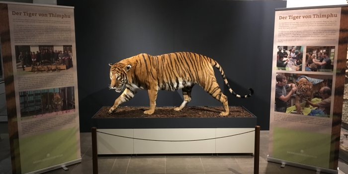 Foto: „Der Tiger von Thimphu“ im Naturkundemuseum © Naturkundemuseum Erfurt Präparat eines Bengal-Tigers in einer Ausstellung