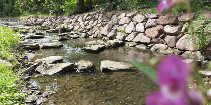 Foto: Mühlgraben nach der Renaturierung © Stadtverwaltung Erfurt ein Bachlauf mit Natursteinmauer und Blumen im Vordergrund