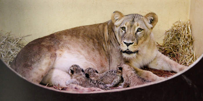 Sensation im Thüringer Zoopark Erfurt: Drei Löwenbabys geboren
