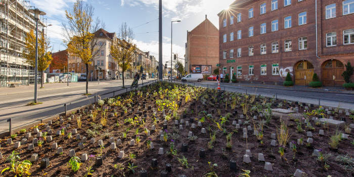 „Blütenschleier“ ersetzt „Silbersommer“ am Ilversgehofener Platz