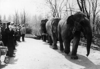 Drei Elefanten hintereinander beim Spaziergang. Menschen stehen am Straßenrand.