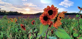 große und kleine Sonnenblumen