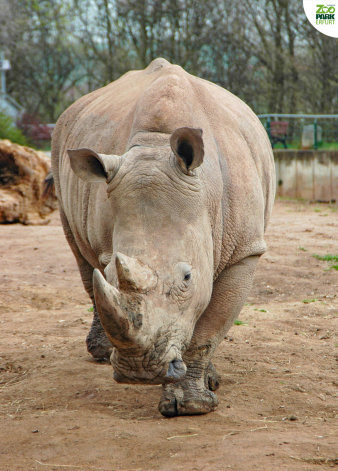 Foto: Nashorn-Mama Marcita feiert 15. Geburtstag © Thüringer Zoopark Erfurt Die Nashornkuh Marcita