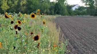 Sonnenblumen neben Ackerland