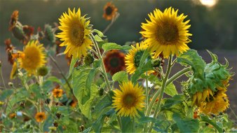 große und klein Sonnenblumen