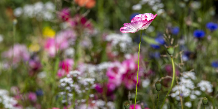 Interner Verweis: Blühwiesen – natürliche Vielfalt in der Blumenstadt