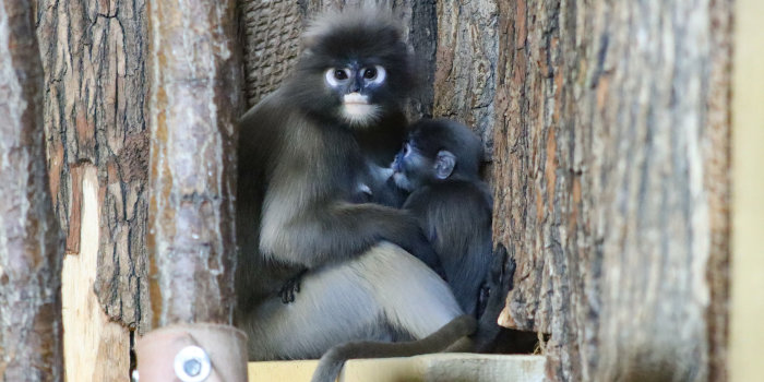 Eine Affenmutter säugt ihr Jungtier