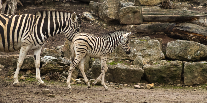 Ein Zebra mit Jungtier