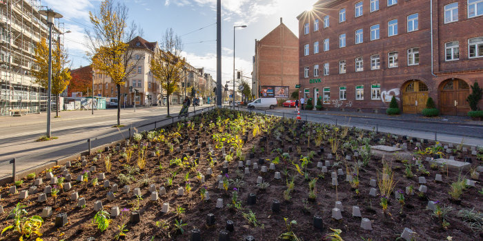 Foto: Staudenpflanzung am Ilversgehofener Platz © Stadtverwaltung Erfurt ein großes Beet mit frisch gepflanzten Stauden