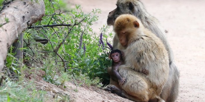 Die Affeneltern halten ein Jungtier