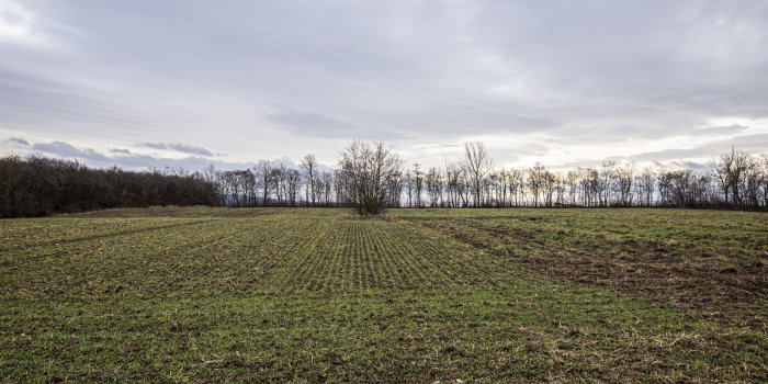 Ein Feld mit Waldsaum