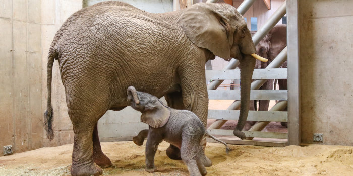 Baby-Elefant will bei Mama saugen