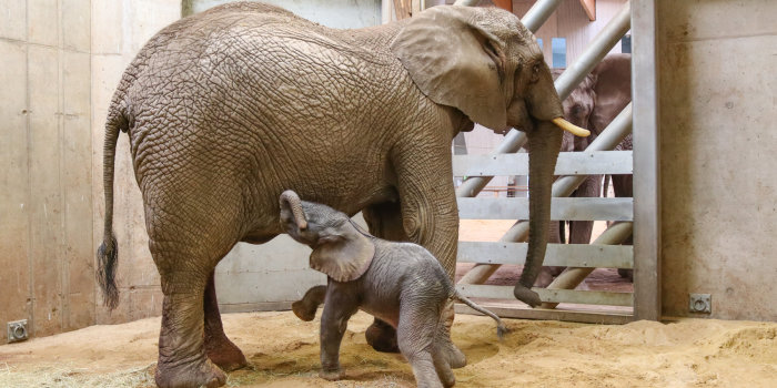 Foto: Zuckersüß und topfit © Thüringer Zoopark Erfurt Baby-Elefant will bei Mama saugen