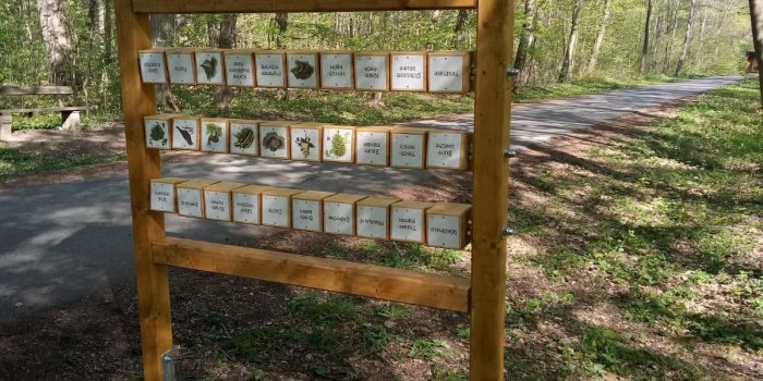 eine Holztafel im Wald zeigt verschiedene Lebewesen und Pflanzen des Waldes und ihre Namen