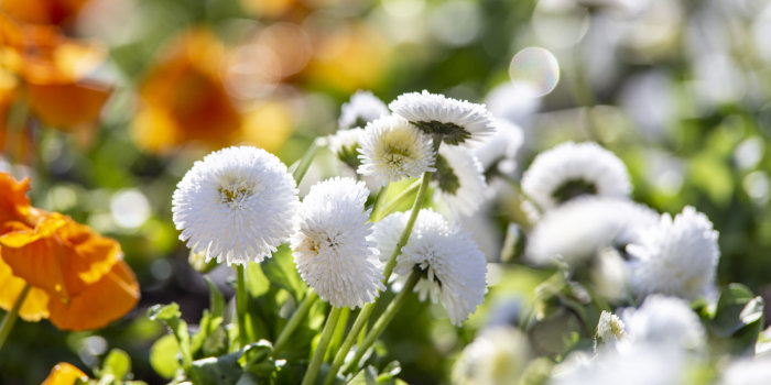 weiße Blumen in einem Blumenbeet