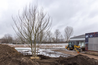 ein frisch gepflanzter Baum auf einer Baustelle