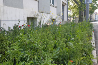 eine blühende Wiese vor einer Hauswand