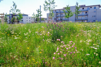 eine blühende Wiese, im Hintergrund Wohnhäuser