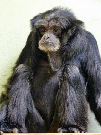 Ein Affe mit langem Fell 