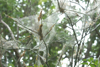 die Raupen der Gespinstmotte in eingesponnenen Ästen eines Baumes 