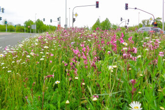 eine blühende Wiese an einer Straße