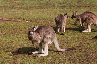 ein Riesen-Känguru