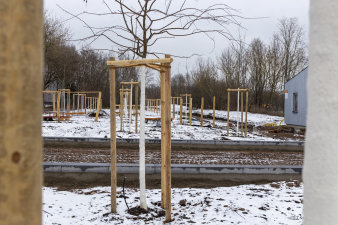 mehrere frisch gepflanzte Bäume stehen parallel in Reihen