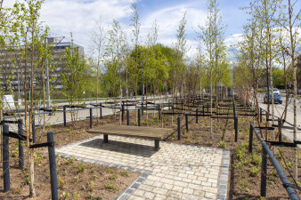ein mit Birken bepflanzter Platz