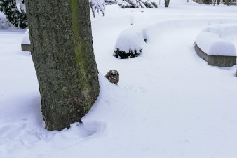 im tiefen Schnee sitzt neben einem Baum eine Eule