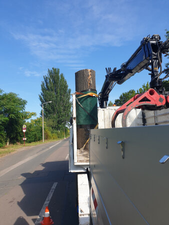 ein abgesägter Baumstamm steht auf der Ladefläche eines Fahrzeugs