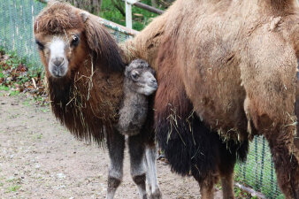 Foto: Trampeltier-Nachwuchs im Thüringer Zoopark © Thüringer Zoopark Erfurt ein Trampeltier mit einem Jungen im Thüringer Zoopark